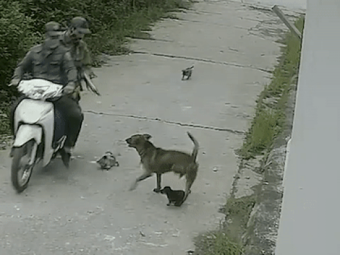 Hai tên trộm dùng súng điện trộm chó trong 3 giây