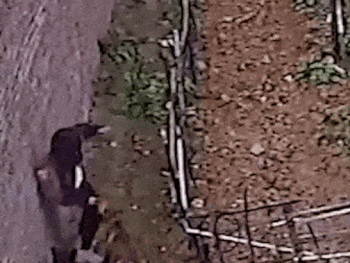 Người phụ nữ đang đi dạo tự nhiên bị một người đàn ông đâm liên tiếp giữa đường và nguyên nhân khiến mọi người tranh cãi trên MXH-4