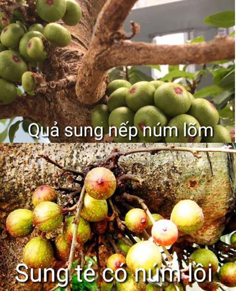 3 cách muối sung ngon ăn giòn không chát để được lâu-1
