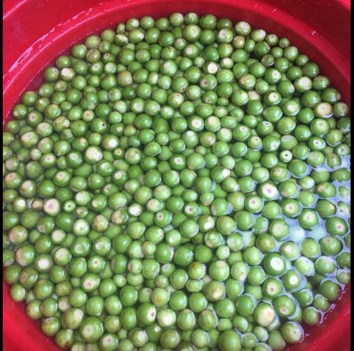 3 cách muối sung ngon ăn giòn không chát để được lâu-2