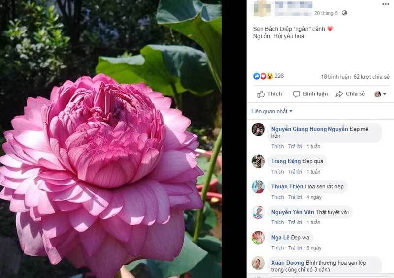 Xôn xao hoa sen 1.000 cánh: Dân chơi phát sốt, lùng khắp Việt Nam-1