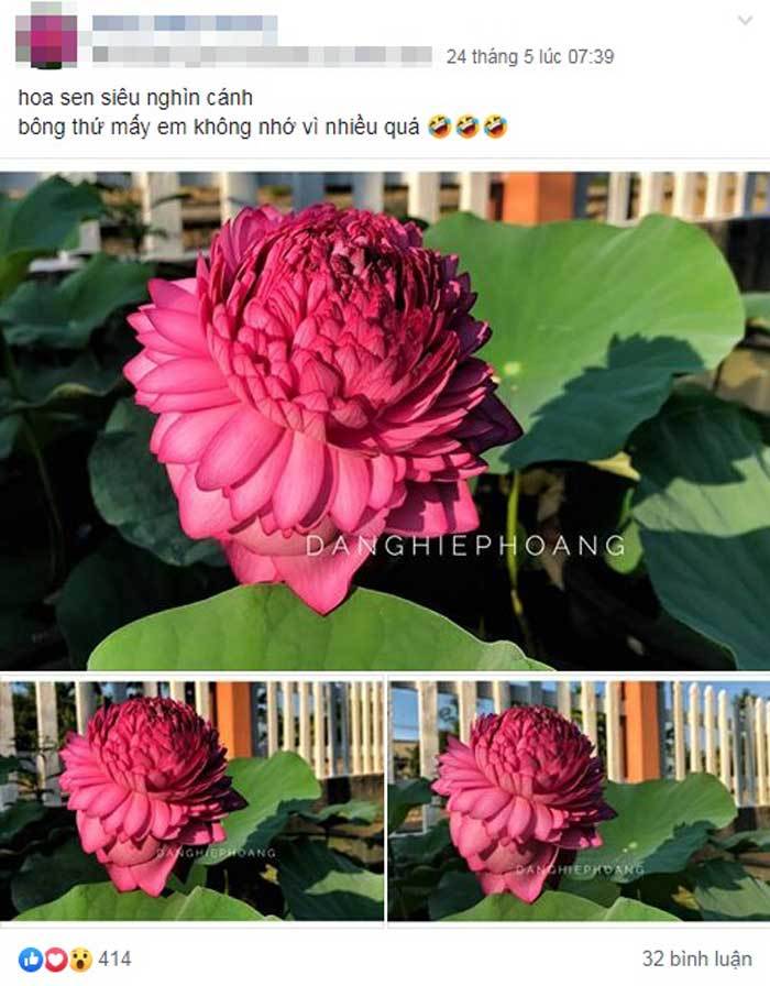 Xôn xao hoa sen 1.000 cánh: Dân chơi phát sốt, lùng khắp Việt Nam-2