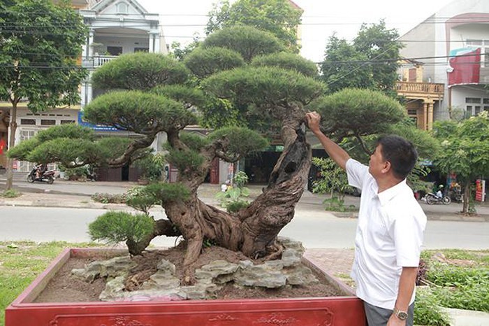 Vườn cây nghệ thuật di sản 300 tỷ độc nhất vô nhị tại Việt Nam-9