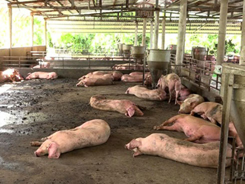 Lợn chết vùng dịch đưa ra phố làm thịt quay, món nhậu-3