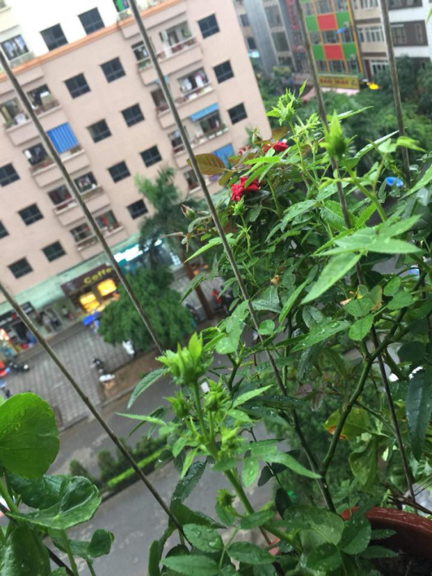 Chiến dịch xoay tiền mua nhà Hà Nội của vợ chồng tổng lương 8,8 triệu/tháng-3