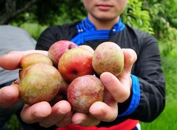 Sờ nhẹ vào điểm này biết ngay quả mận giòn- tươi- ngon- ngọt: Team thích ăn mận nhất định phải biết-1