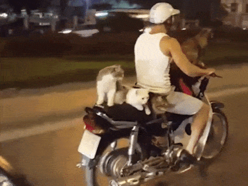 Clip: Anh trai chở 4 boss mèo đi xe máy ở Hà Nội khiến dân mạng quốc tế vừa thích thú vừa tranh cãi rần rần