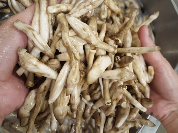 Đua nhau săn lùng đặc sản trời cho” mọc từ tổ mối giá gần 800.000 đồng 1kg-2