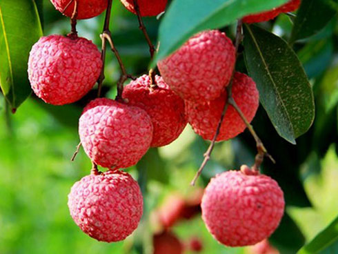 Dù thèm mấy những người này cũng tuyệt đối không nên ăn quả vải vô tội vạ-2