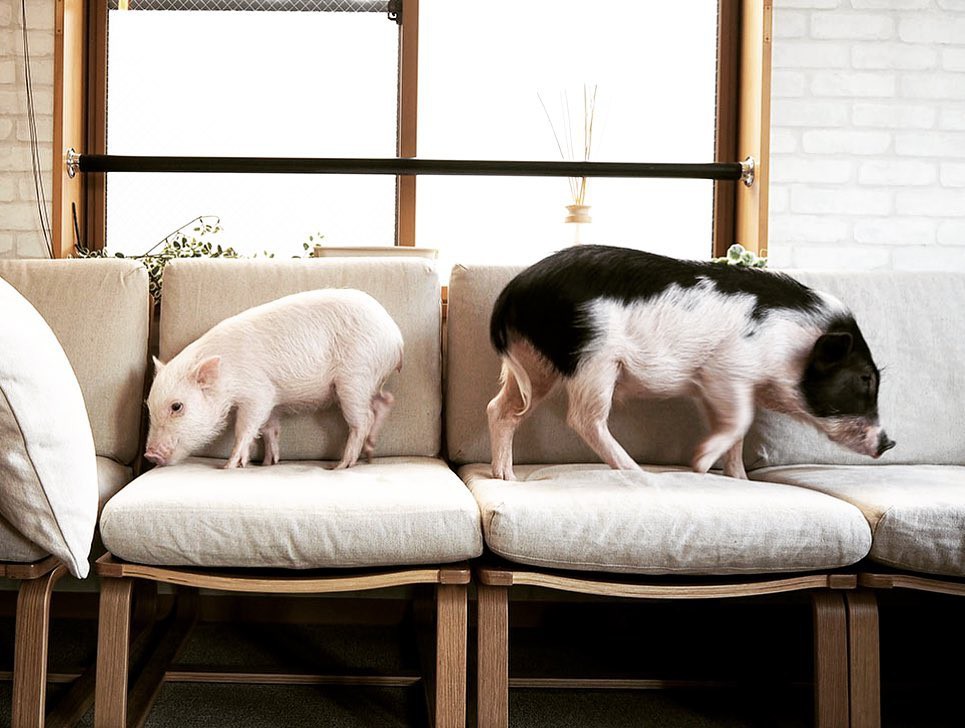 Cà phê chó, mèo thì thấy nhiều rồi. Bạn muốn mới lạ? Chào mừng bạn đến quán cà phê... heo có 1-0-2 ở Nhật Bản!-1