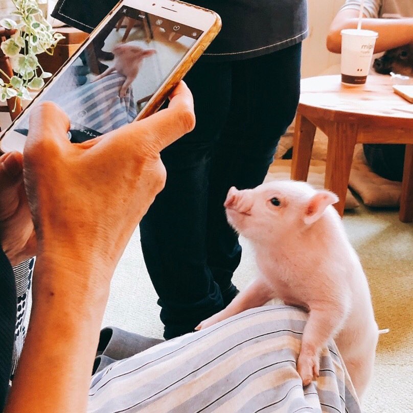 Cà phê chó, mèo thì thấy nhiều rồi. Bạn muốn mới lạ? Chào mừng bạn đến quán cà phê... heo có 1-0-2 ở Nhật Bản!-2