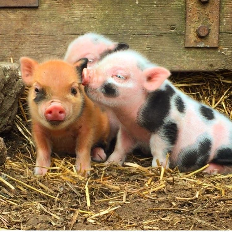 Cà phê chó, mèo thì thấy nhiều rồi. Bạn muốn mới lạ? Chào mừng bạn đến quán cà phê... heo có 1-0-2 ở Nhật Bản!-3