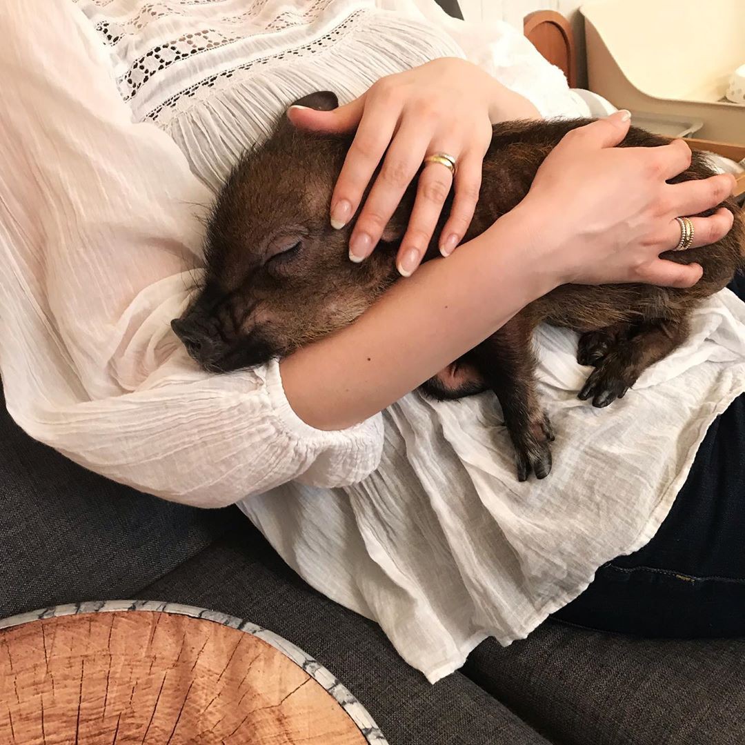 Cà phê chó, mèo thì thấy nhiều rồi. Bạn muốn mới lạ? Chào mừng bạn đến quán cà phê... heo có 1-0-2 ở Nhật Bản!-4