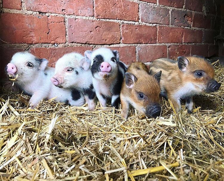 Cà phê chó, mèo thì thấy nhiều rồi. Bạn muốn mới lạ? Chào mừng bạn đến quán cà phê... heo có 1-0-2 ở Nhật Bản!-5