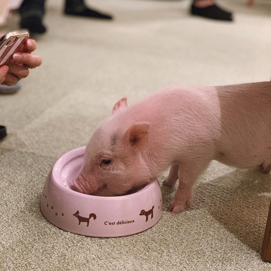 Cà phê chó, mèo thì thấy nhiều rồi. Bạn muốn mới lạ? Chào mừng bạn đến quán cà phê... heo có 1-0-2 ở Nhật Bản!-10