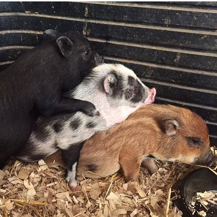 Cà phê chó, mèo thì thấy nhiều rồi. Bạn muốn mới lạ? Chào mừng bạn đến quán cà phê... heo có 1-0-2 ở Nhật Bản!-12