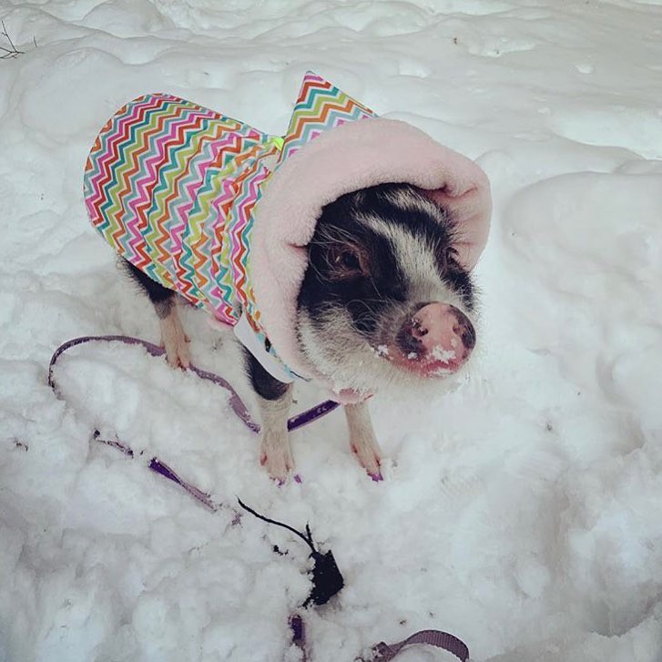 Cà phê chó, mèo thì thấy nhiều rồi. Bạn muốn mới lạ? Chào mừng bạn đến quán cà phê... heo có 1-0-2 ở Nhật Bản!-13