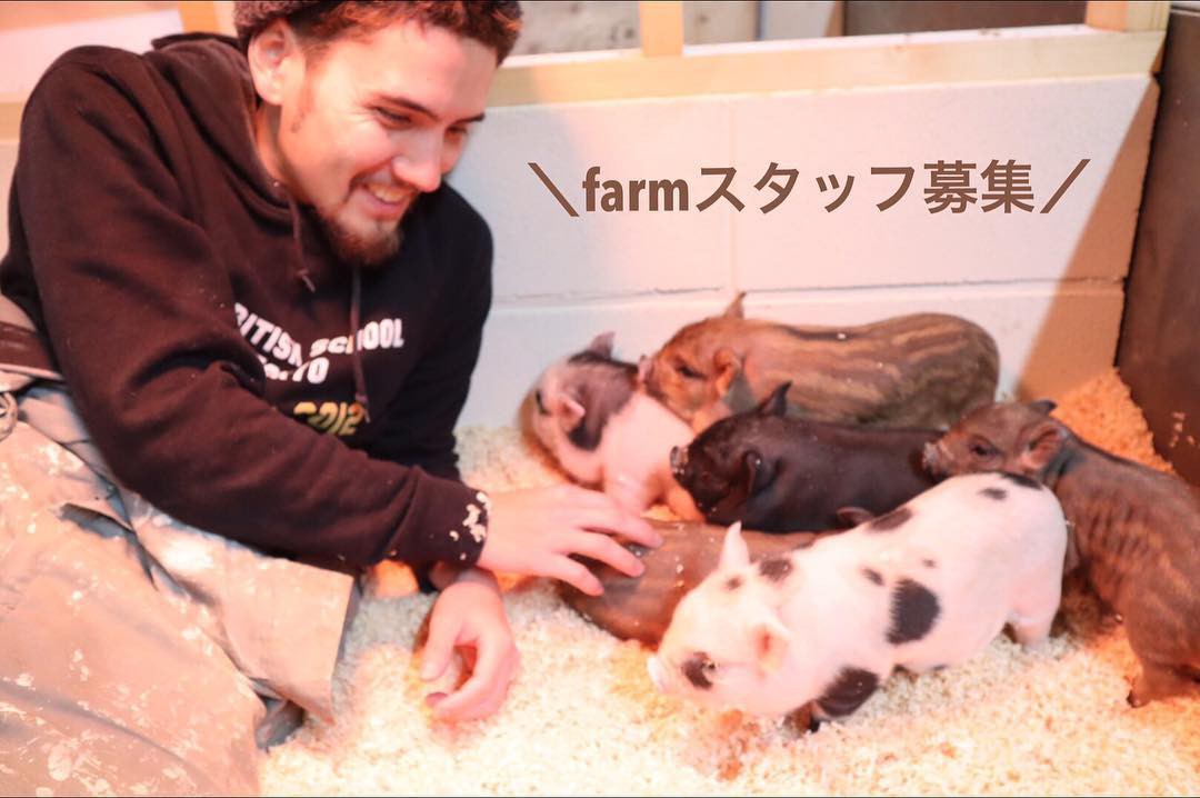 Cà phê chó, mèo thì thấy nhiều rồi. Bạn muốn mới lạ? Chào mừng bạn đến quán cà phê... heo có 1-0-2 ở Nhật Bản!-6