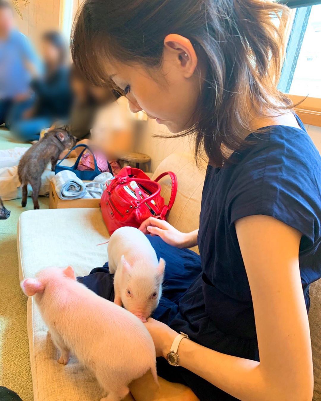 Cà phê chó, mèo thì thấy nhiều rồi. Bạn muốn mới lạ? Chào mừng bạn đến quán cà phê... heo có 1-0-2 ở Nhật Bản!-7