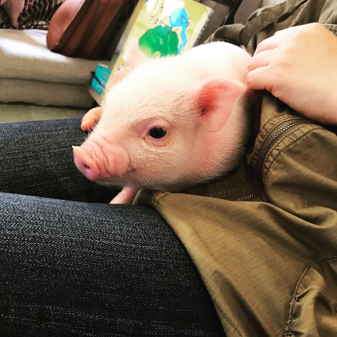 Cà phê chó, mèo thì thấy nhiều rồi. Bạn muốn mới lạ? Chào mừng bạn đến quán cà phê... heo có 1-0-2 ở Nhật Bản!-9