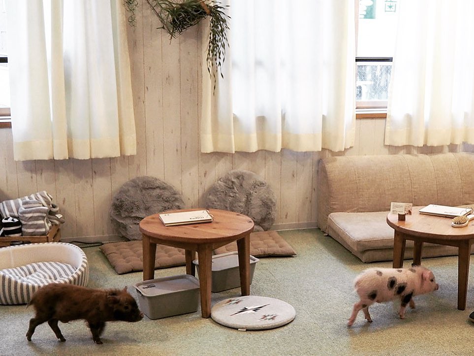 Cà phê chó, mèo thì thấy nhiều rồi. Bạn muốn mới lạ? Chào mừng bạn đến quán cà phê... heo có 1-0-2 ở Nhật Bản!-15