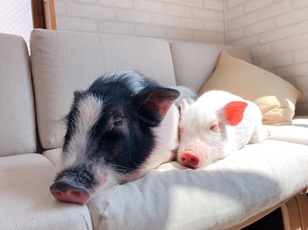 Cà phê chó, mèo thì thấy nhiều rồi. Bạn muốn mới lạ? Chào mừng bạn đến quán cà phê... heo có 1-0-2 ở Nhật Bản!-16