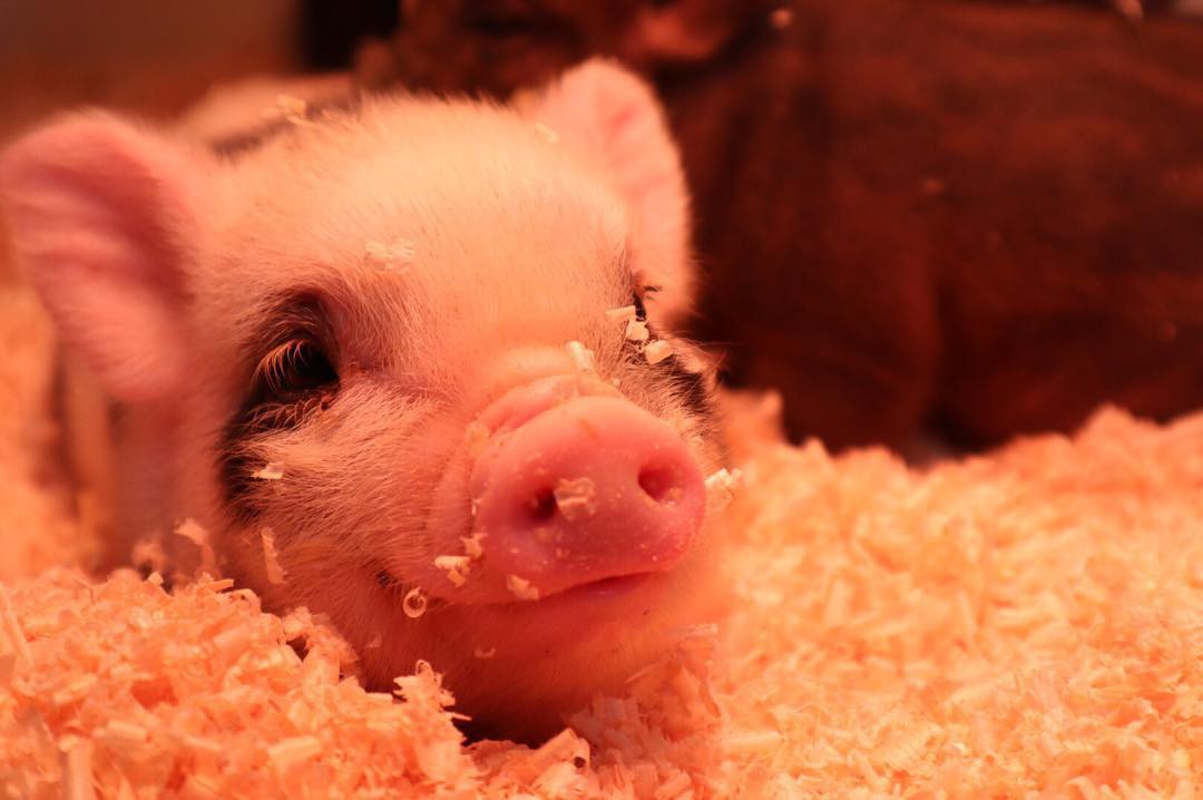 Cà phê chó, mèo thì thấy nhiều rồi. Bạn muốn mới lạ? Chào mừng bạn đến quán cà phê... heo có 1-0-2 ở Nhật Bản!-17