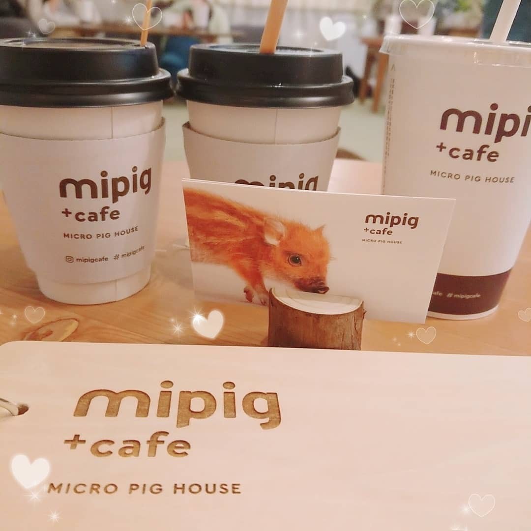 Cà phê chó, mèo thì thấy nhiều rồi. Bạn muốn mới lạ? Chào mừng bạn đến quán cà phê... heo có 1-0-2 ở Nhật Bản!-18