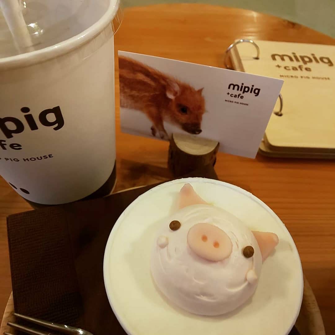 Cà phê chó, mèo thì thấy nhiều rồi. Bạn muốn mới lạ? Chào mừng bạn đến quán cà phê... heo có 1-0-2 ở Nhật Bản!-19