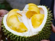 Thực hư việc tử vong vì ăn sầu riêng và uống nước ngọt?