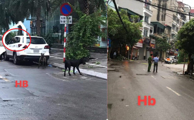 Phong tỏa cả tuyến phố ở Hà Nội để bắt 3 con chó lao ra từ xe Mazda-1