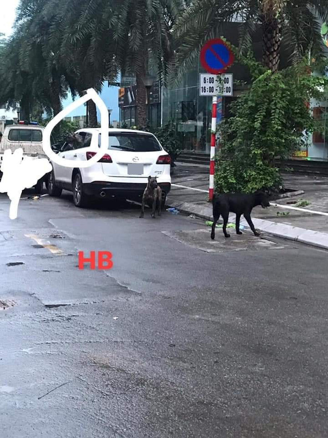 Phong tỏa cả tuyến phố ở Hà Nội để bắt 3 con chó lao ra từ xe Mazda-2