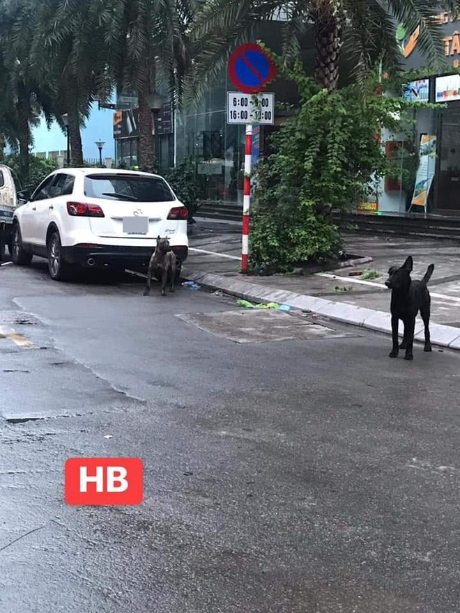 Phong tỏa cả tuyến phố ở Hà Nội để bắt 3 con chó lao ra từ xe Mazda-3