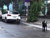 Phong tỏa cả tuyến phố ở Hà Nội để bắt 3 con chó lao ra từ xe Mazda