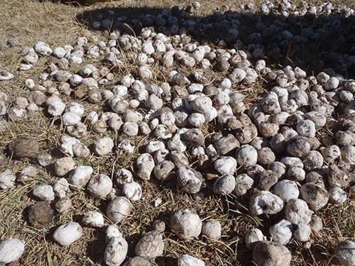 Món ăn nhìn như cục đá, muốn thưởng thức phải dùng chân giẫm đạp-2