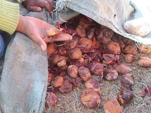 Món ăn nhìn như cục đá, muốn thưởng thức phải dùng chân giẫm đạp-4