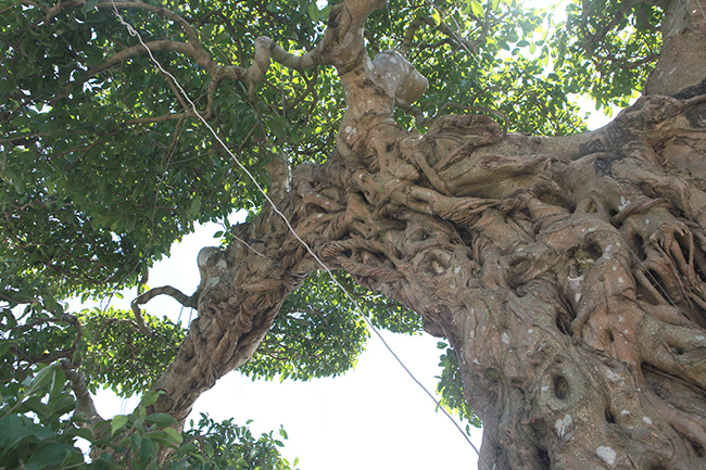 Gần 20 năm tạo tác, từ cây sanh không giá trị thành voi ma mút giá hơn tỷ đồng-10