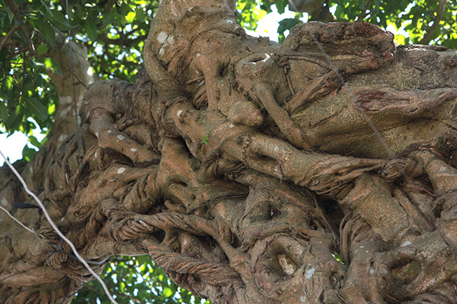 Gần 20 năm tạo tác, từ cây sanh không giá trị thành voi ma mút giá hơn tỷ đồng-11