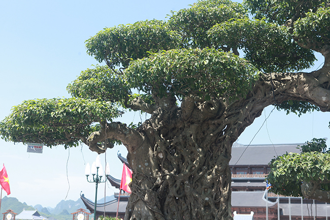 Gần 20 năm tạo tác, từ cây sanh không giá trị thành voi ma mút giá hơn tỷ đồng-12