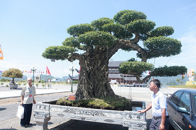Gần 20 năm tạo tác, từ cây sanh không giá trị thành voi ma mút giá hơn tỷ đồng-2
