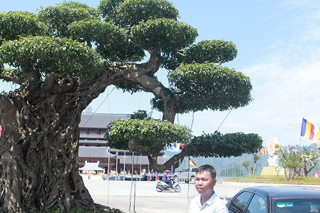 Gần 20 năm tạo tác, từ cây sanh không giá trị thành voi ma mút giá hơn tỷ đồng-9