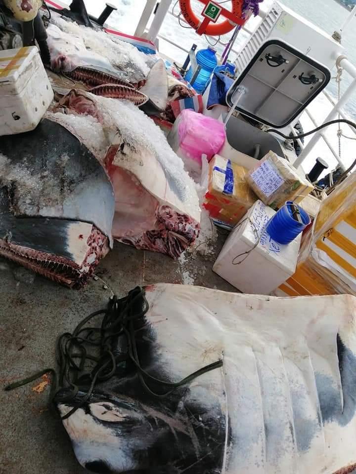 Ngư dân Lý Sơn bắt được cá đuối khổng lồ nặng 600kg-2