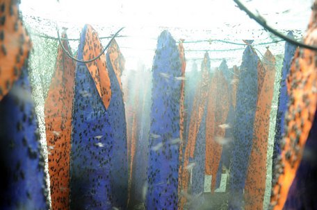 Chuyện lạ: Bỏ lương cao về chăn ruồi mà kiếm bộn tiền-1