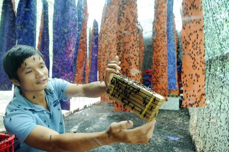 Chuyện lạ: Bỏ lương cao về chăn ruồi mà kiếm bộn tiền-2