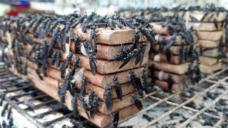 Chuyện lạ: Bỏ lương cao về chăn ruồi mà kiếm bộn tiền-3