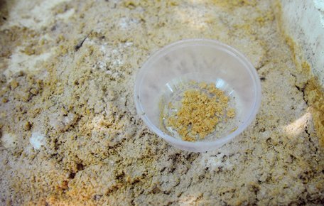 Chuyện lạ: Bỏ lương cao về chăn ruồi mà kiếm bộn tiền-5