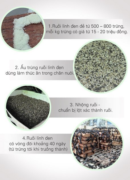 Chuyện lạ: Bỏ lương cao về chăn ruồi mà kiếm bộn tiền-7