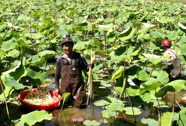 Có ao không nuôi tôm cá, trồng thứ siêu bình dân này mà phát tài-1