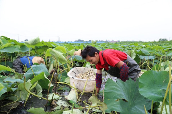 Có ao không nuôi tôm cá, trồng thứ siêu bình dân này mà phát tài-2