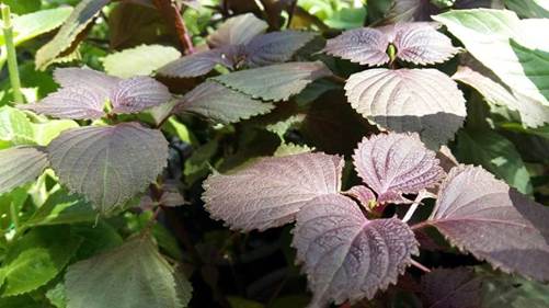 Chạy ngay ra chợ mua nắm lá tía tô, bạn sẽ có làn da trắng hồng chẳng cần kem trộn!-1